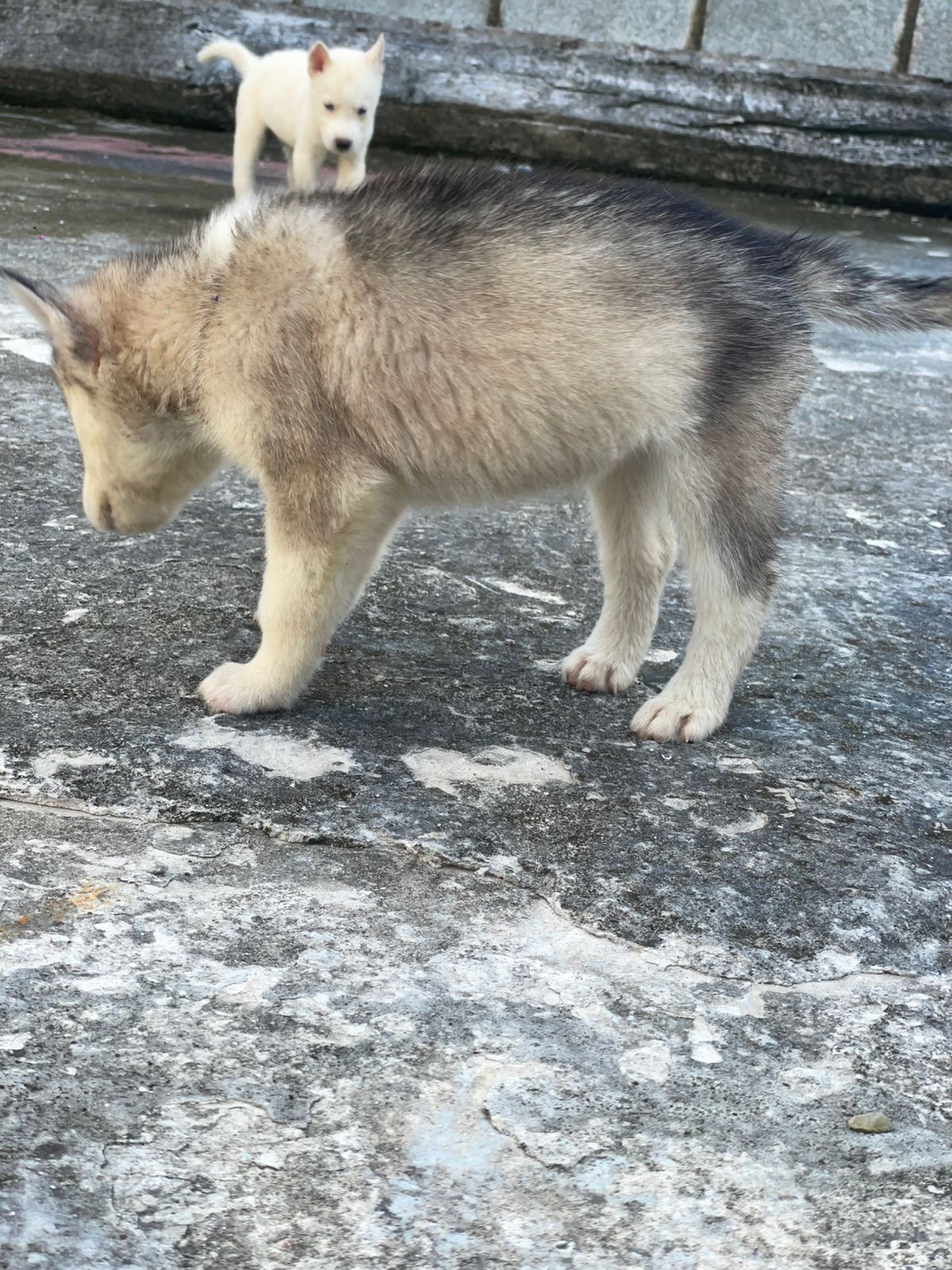 animales y mascotas - husky siberiano  6