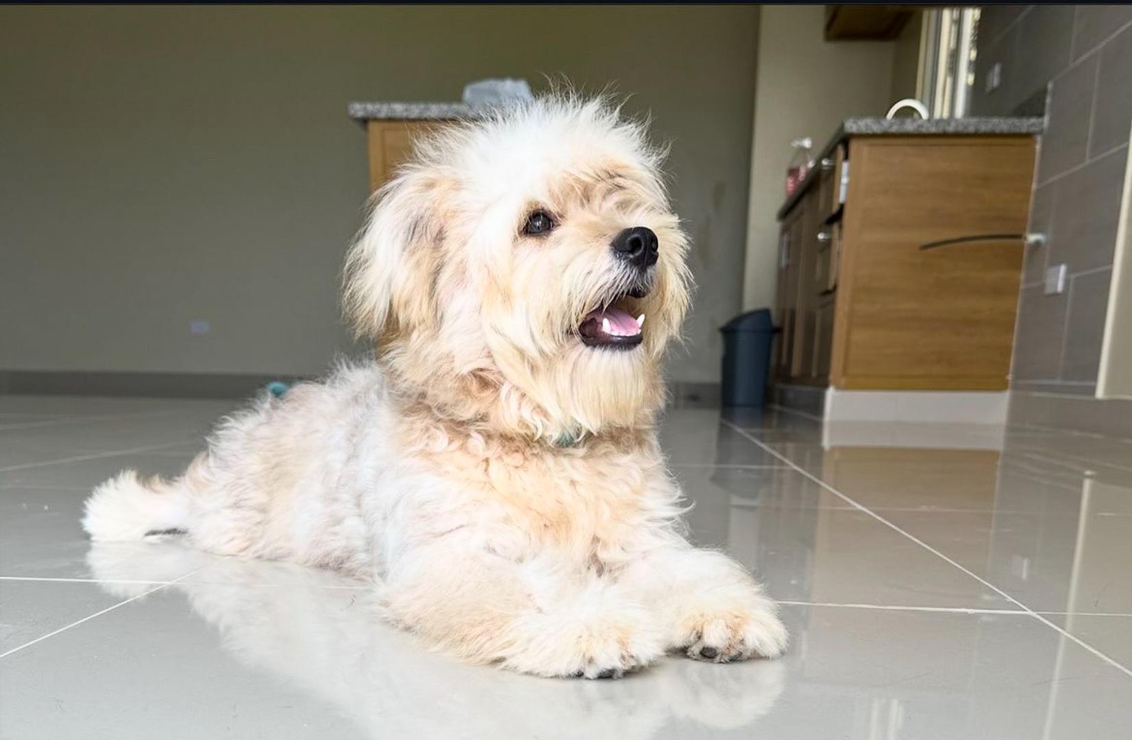 animales y mascotas - perro para monta es un cruce de maltipoo la vega  2