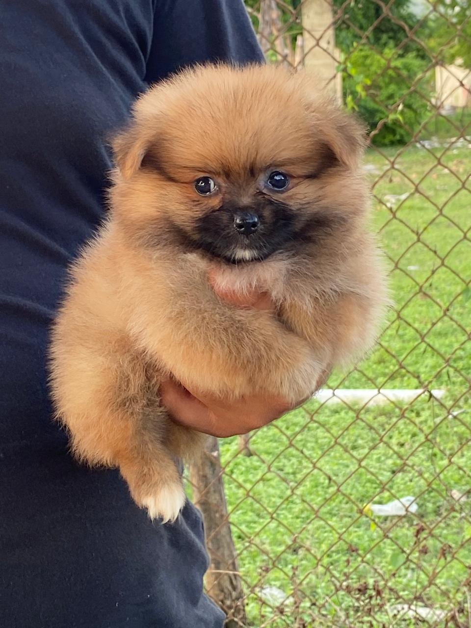 animales y mascotas - Cachorros pomerania  2