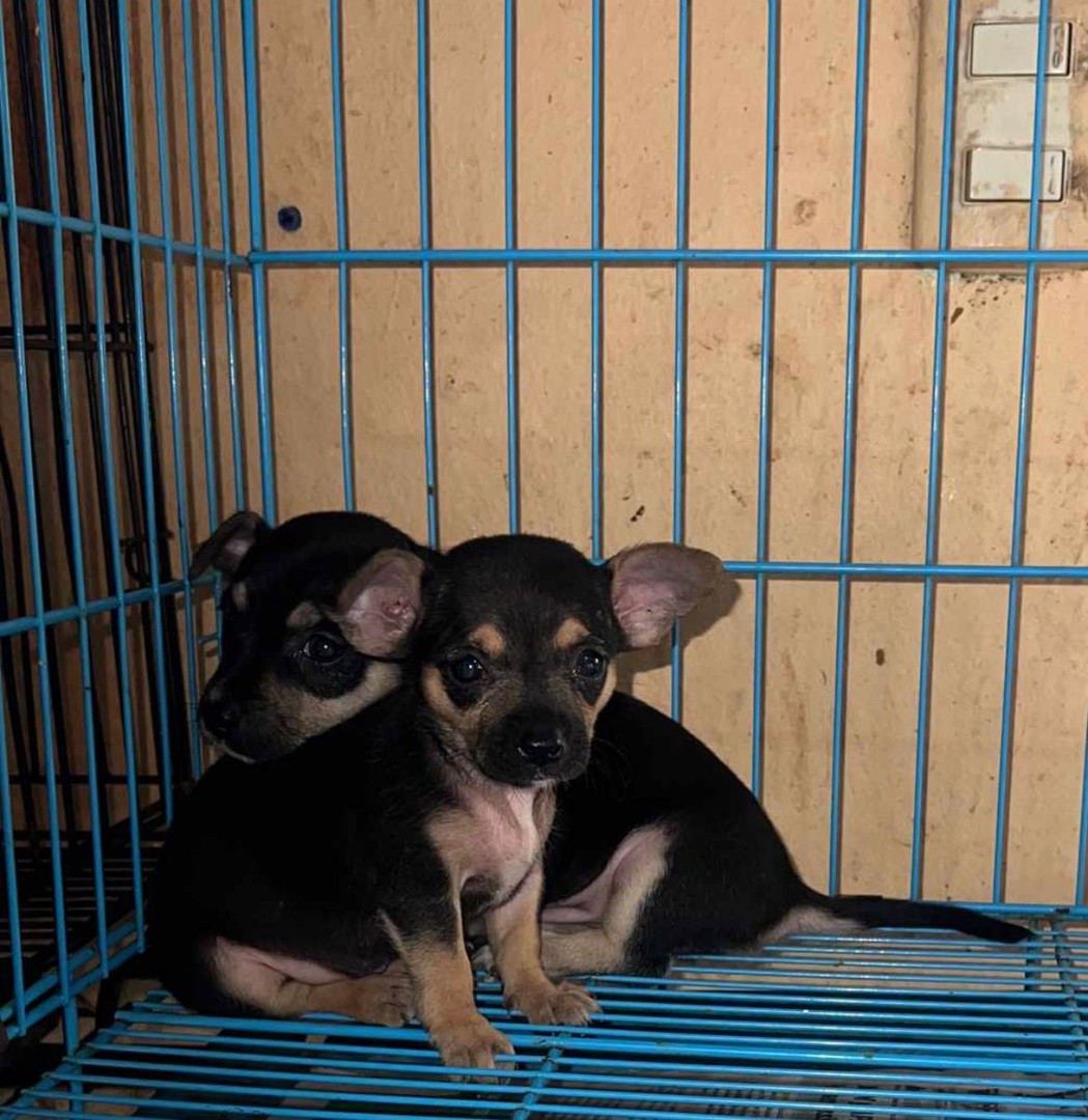 Corotos | OFERTA CACHORRO CHIHUAHUA AMBOS SEXO EN SANTO DOMINGO VACUNA AL  DIA