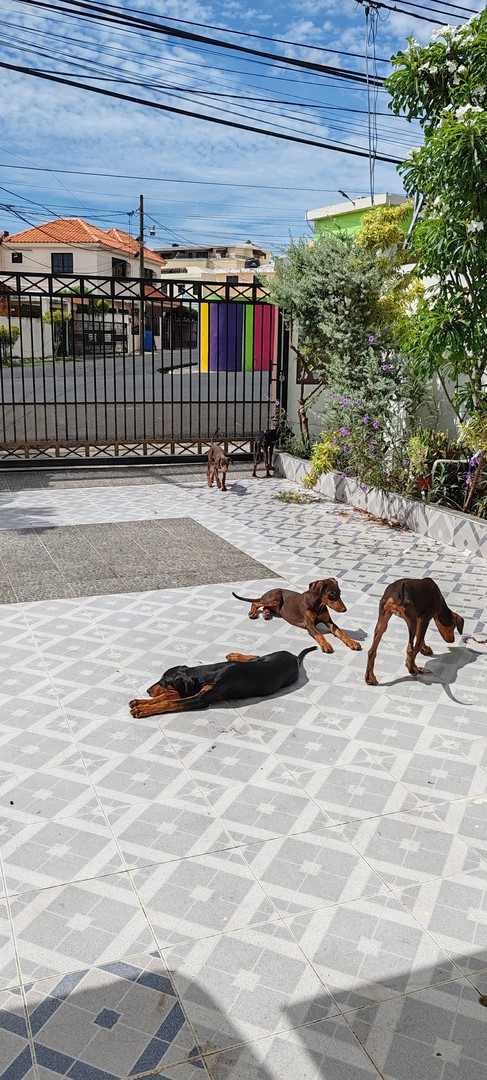 animales y mascotas - Venta de Cachorros Doberman  5