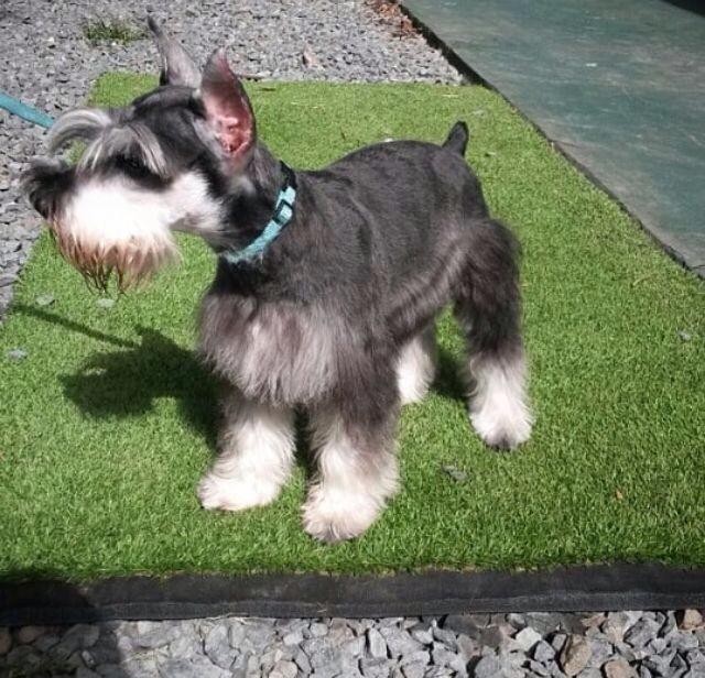 animales y mascotas - Schnauzer Mini, Negro Y Sal Pimienta , Pureza Garantizada 0