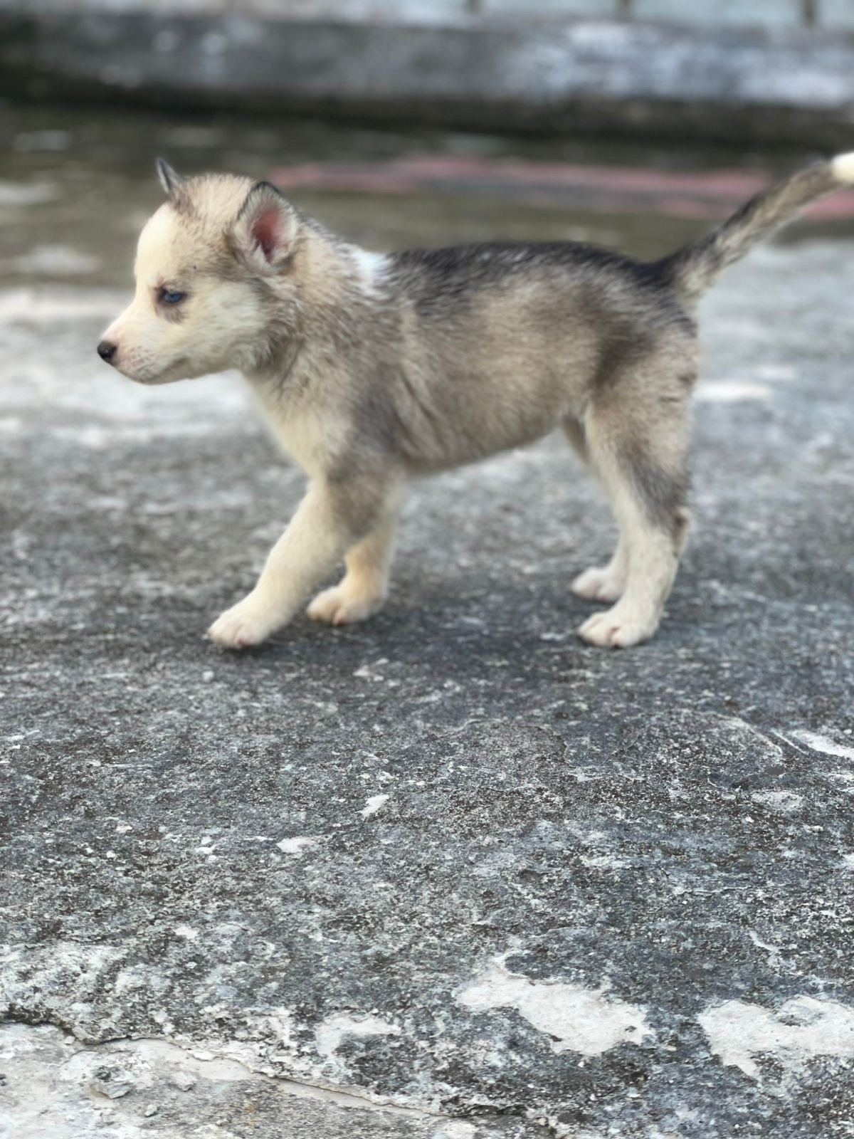 animales y mascotas - husky siberiano  7