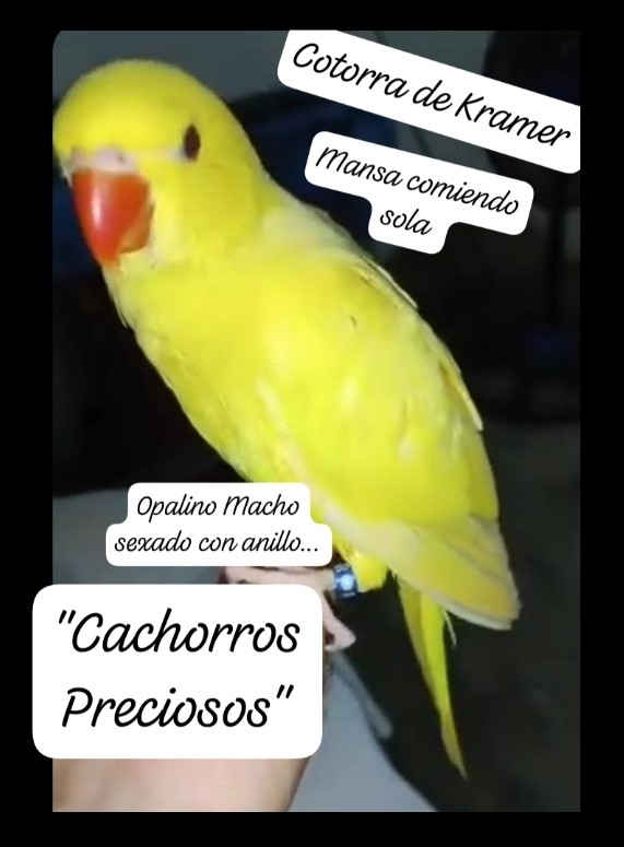 animales y mascotas - Aves papilleras, mansa joven y adultas y acesorios  4