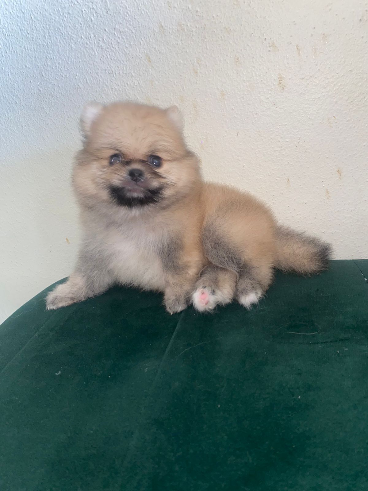 animales y mascotas - hermosos cachorritos mini pomeranias 