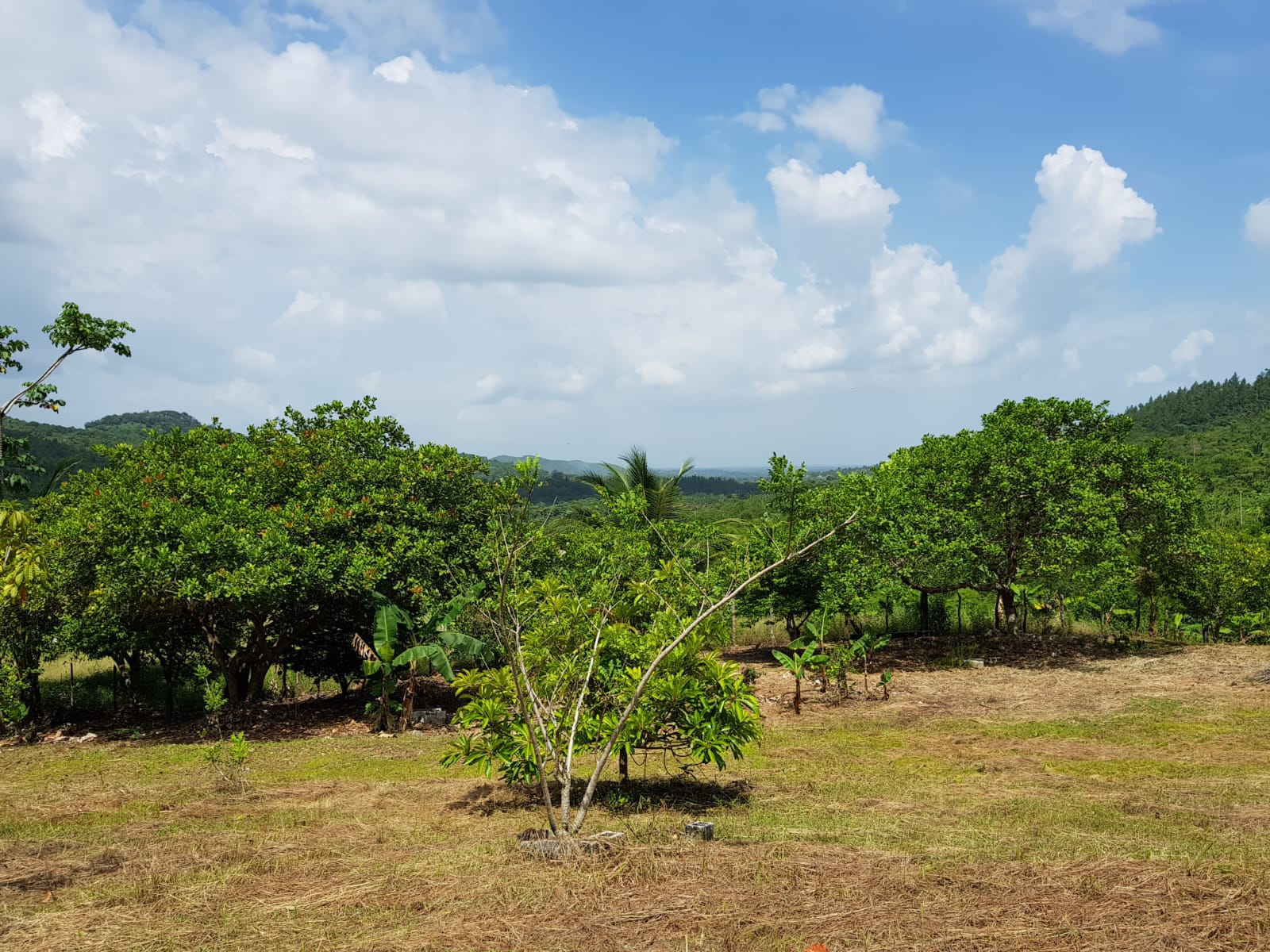 solares y terrenos - Terreno con un área de 3,700M2, Vacacional Matua.- 3