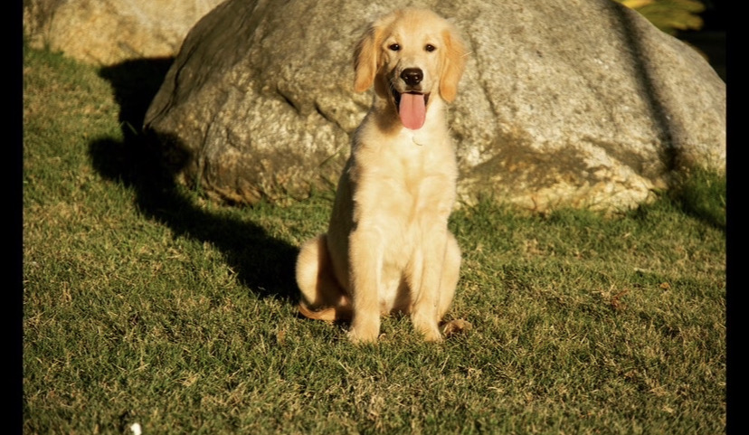 animales y mascotas - Perro  Golden retriever