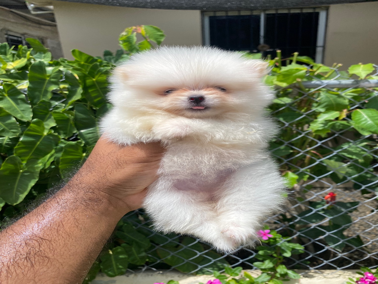 animales y mascotas - Pomerania hembra disponible  5