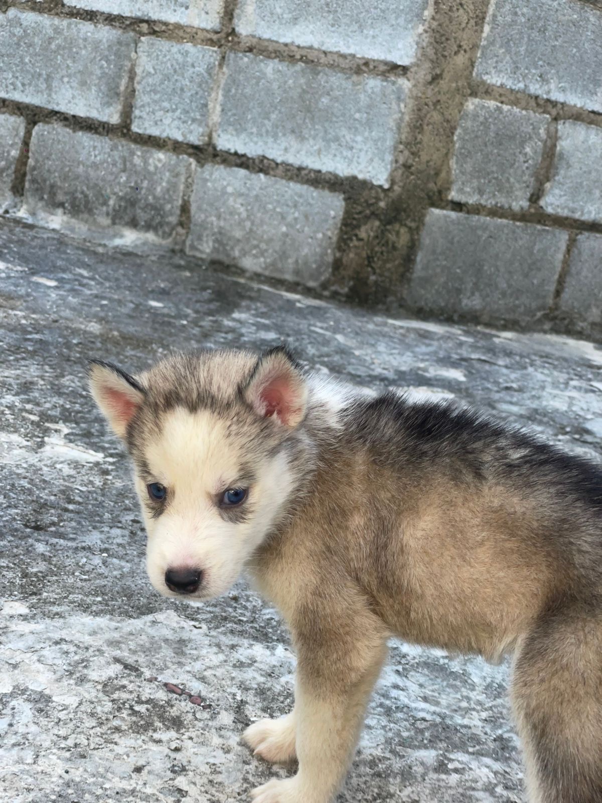 animales y mascotas - husky siberiano  8