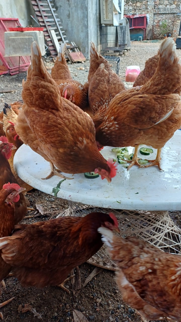 animales y mascotas - Gallina pollitas gallos israelí e Isa Brown 4