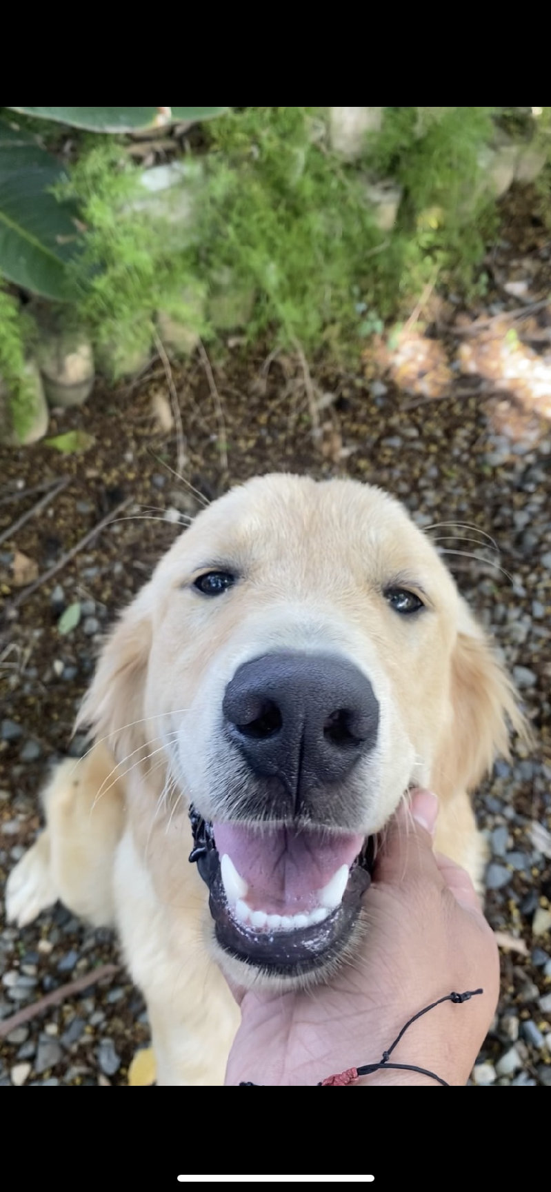 animales y mascotas - Perro  Golden retriever 1