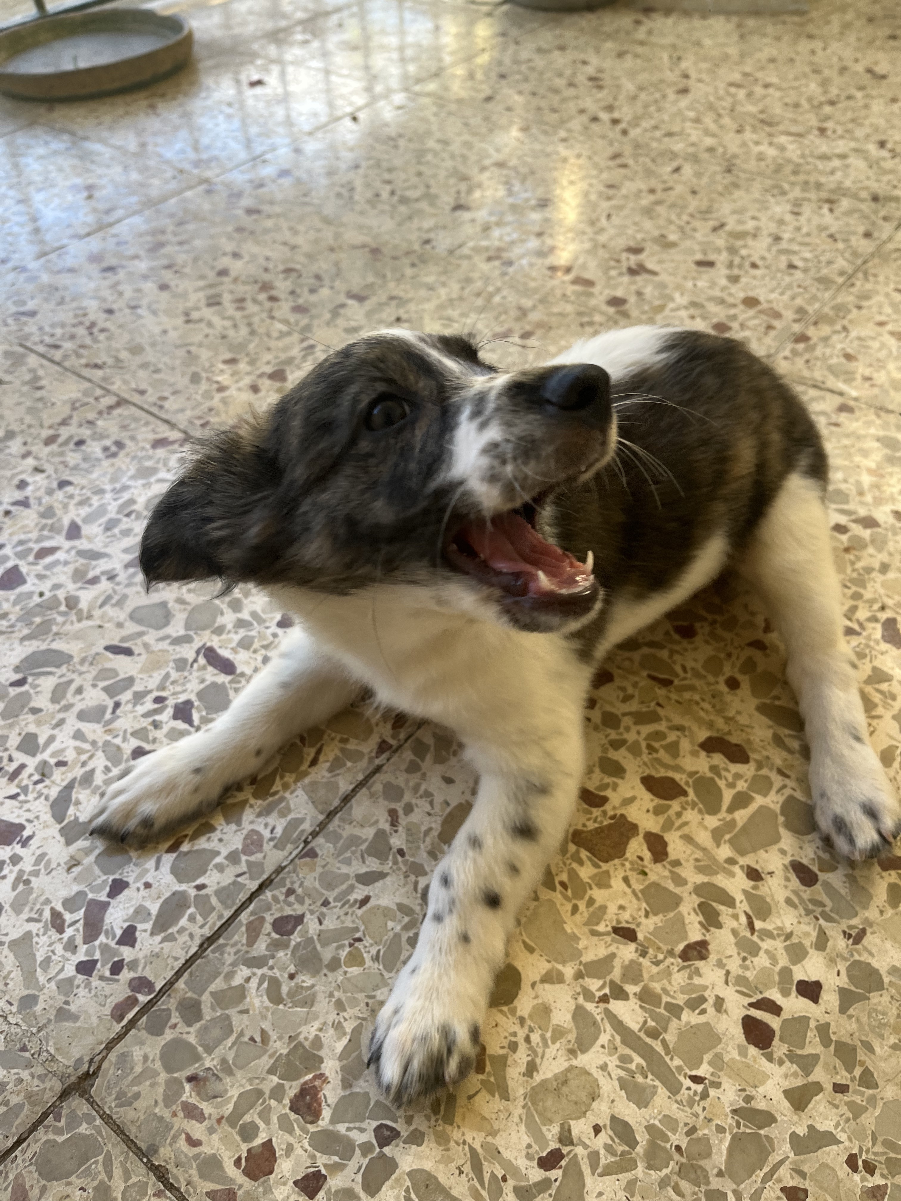 animales y mascotas - Cachorros buscan una familia amorosa 2