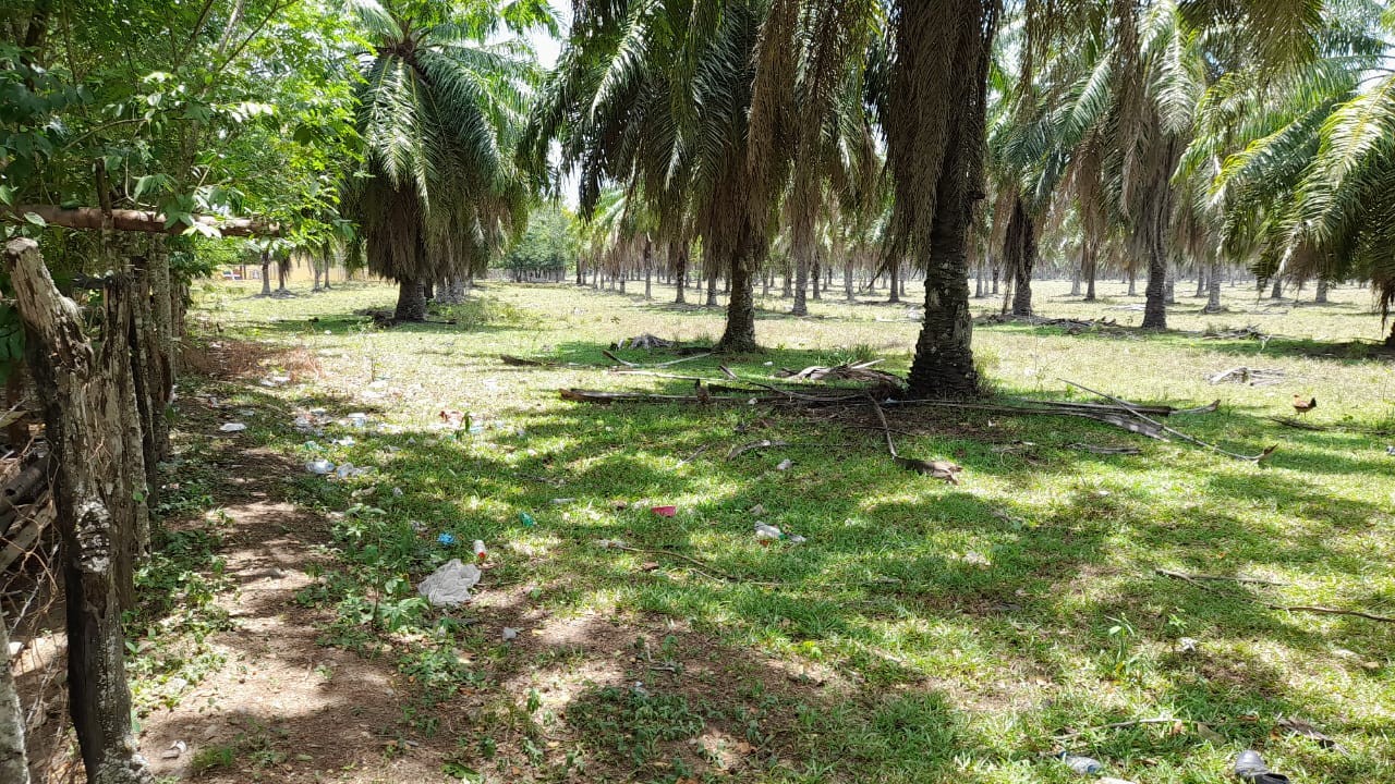 solares y terrenos - Solar 8,000 tareas en San Francisco de Macoris
 0