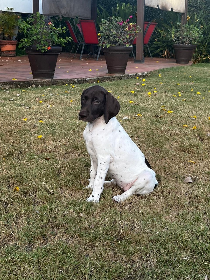 animales y mascotas - Perro German Shorthaired Pointer ( Braco Aleman) hembra