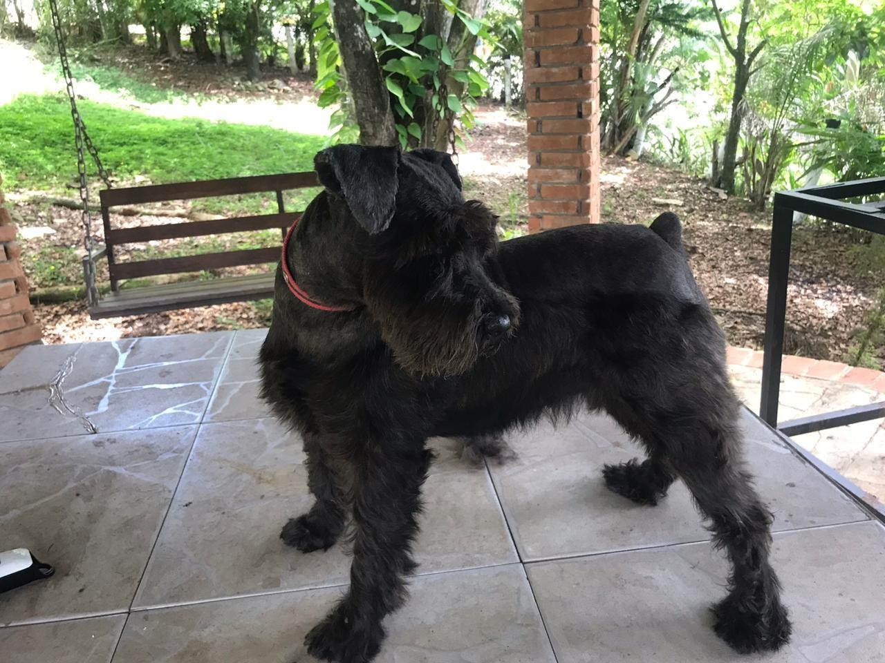 animales y mascotas - Schnauzer Mini, Negro Y Sal Pimienta , Pureza Garantizada 2