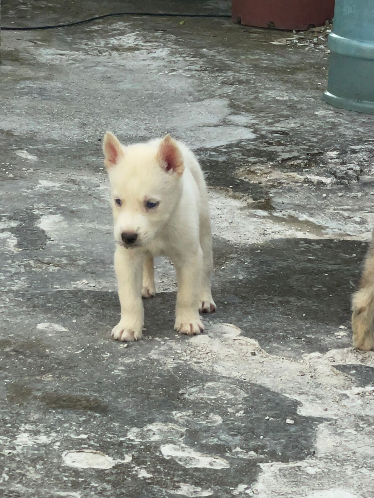 animales y mascotas - husky siberiano  9