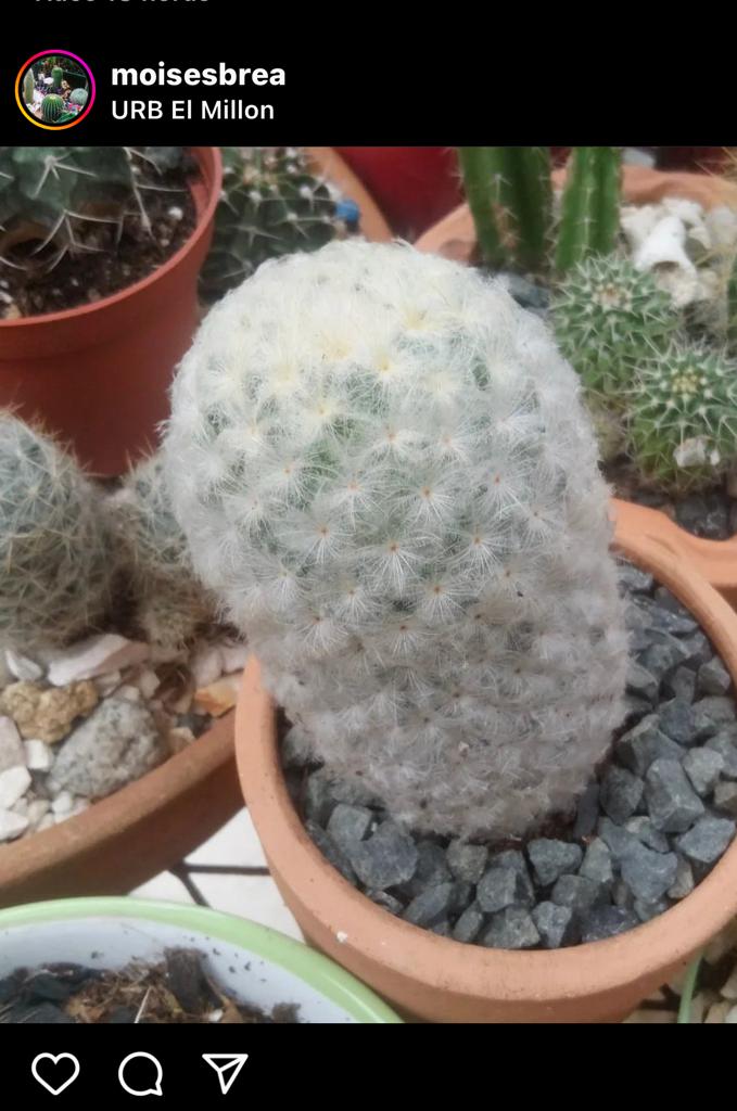 herramientas, jardines y exterior - Cactus a la venta  0