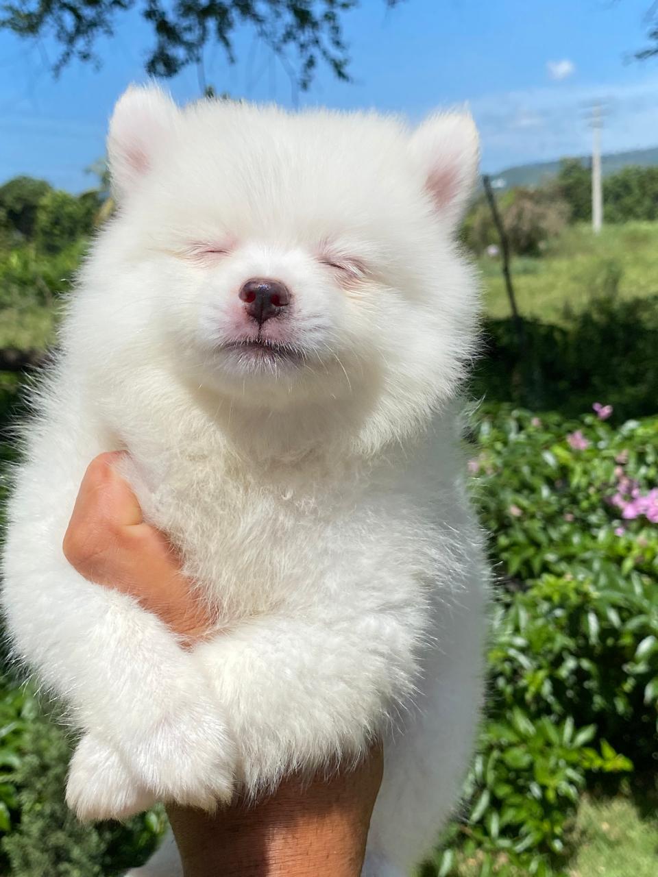 animales y mascotas - hermosos cachorritos mini pomeranias  2