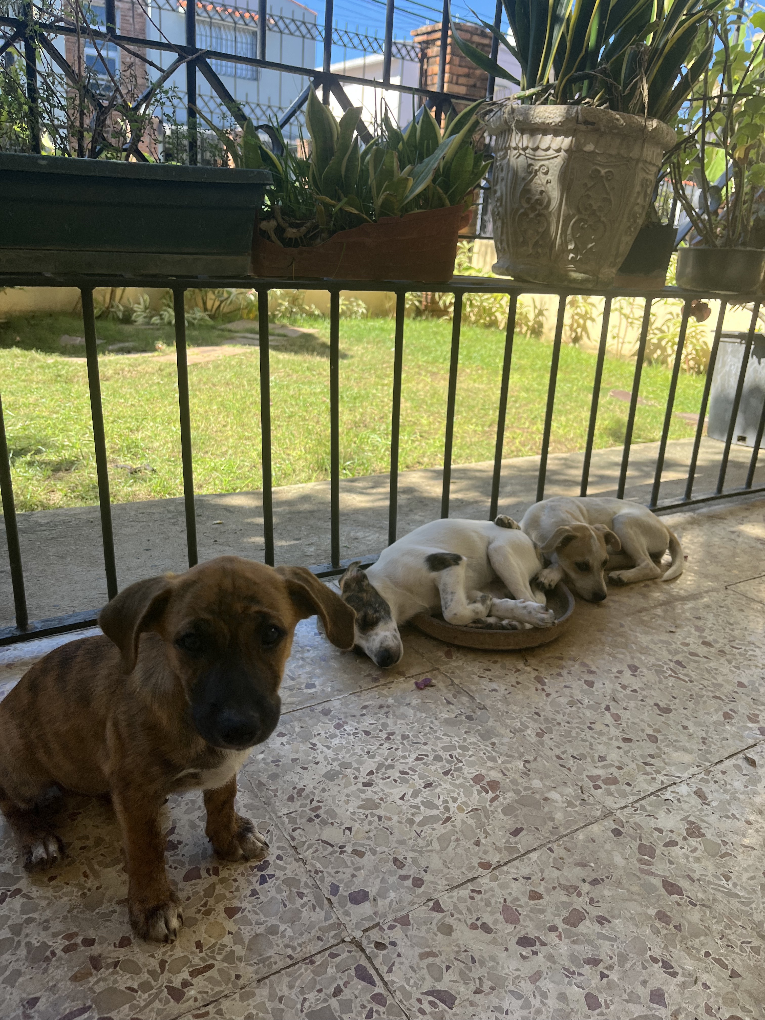 animales y mascotas - Cachorros buscan una familia amorosa