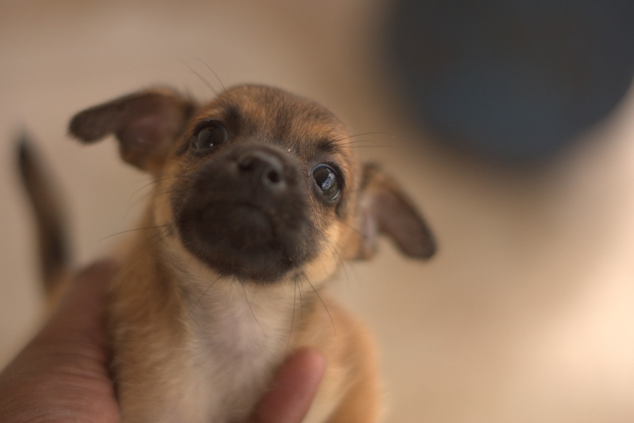 animales y mascotas - Par de Chiguagua una hembra y un varon 