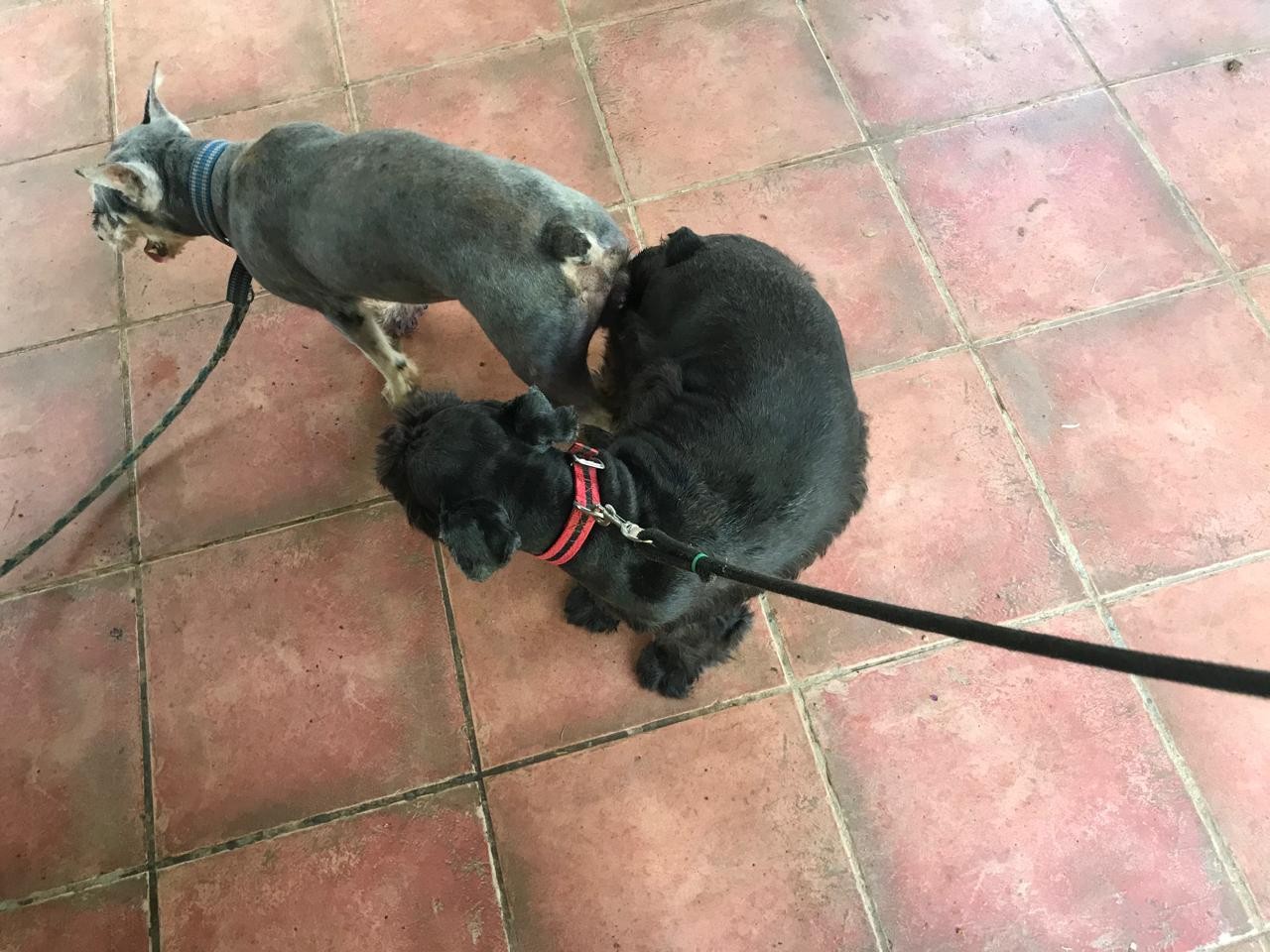 animales y mascotas - Schnauzer Mini, Negro Y Sal Pimienta , Pureza Garantizada 3