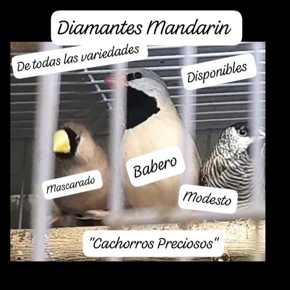 animales y mascotas - Aves papilleras, mansa joven y adultas y acesorios  7