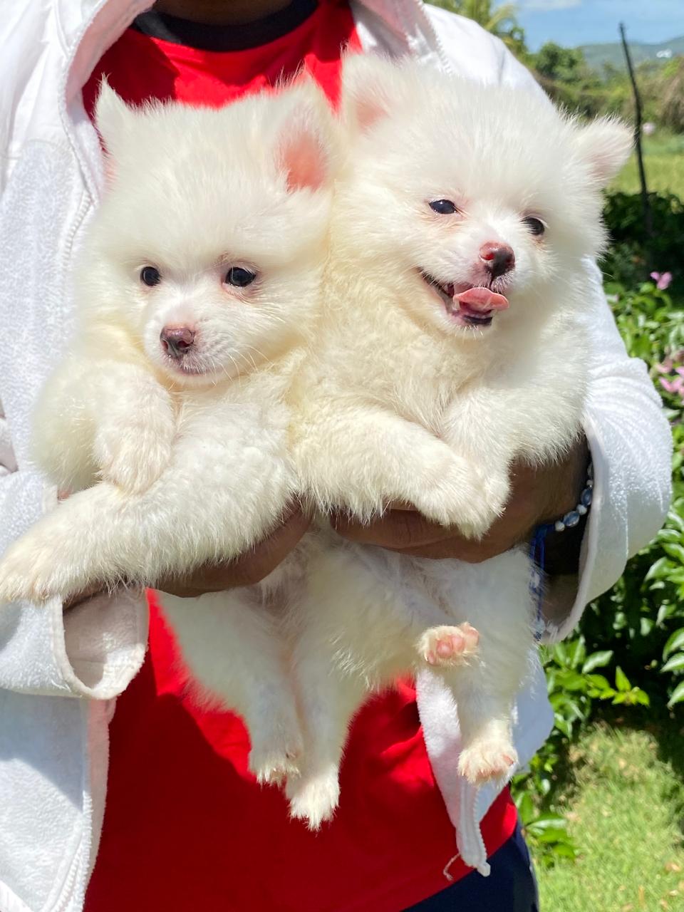 animales y mascotas - hermosos cachorritos mini pomeranias  3