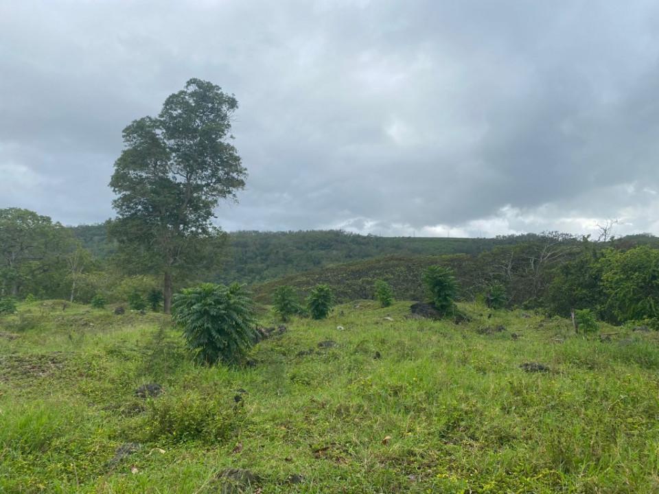 solares y terrenos - Terreno en Venta en YERBA DE CULEBRA