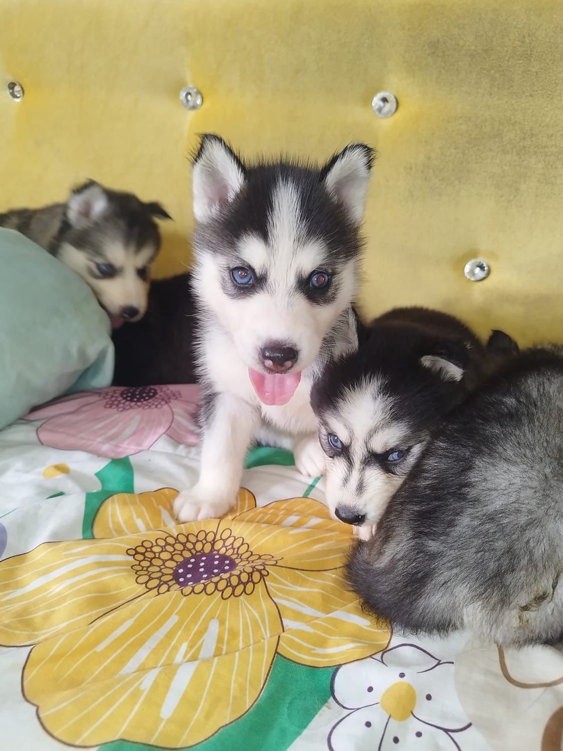 Corotos | OFEERTA CACHORRO HUSKY AMBOS SEXO EN SANTO DOMINGO TODO AL DIA