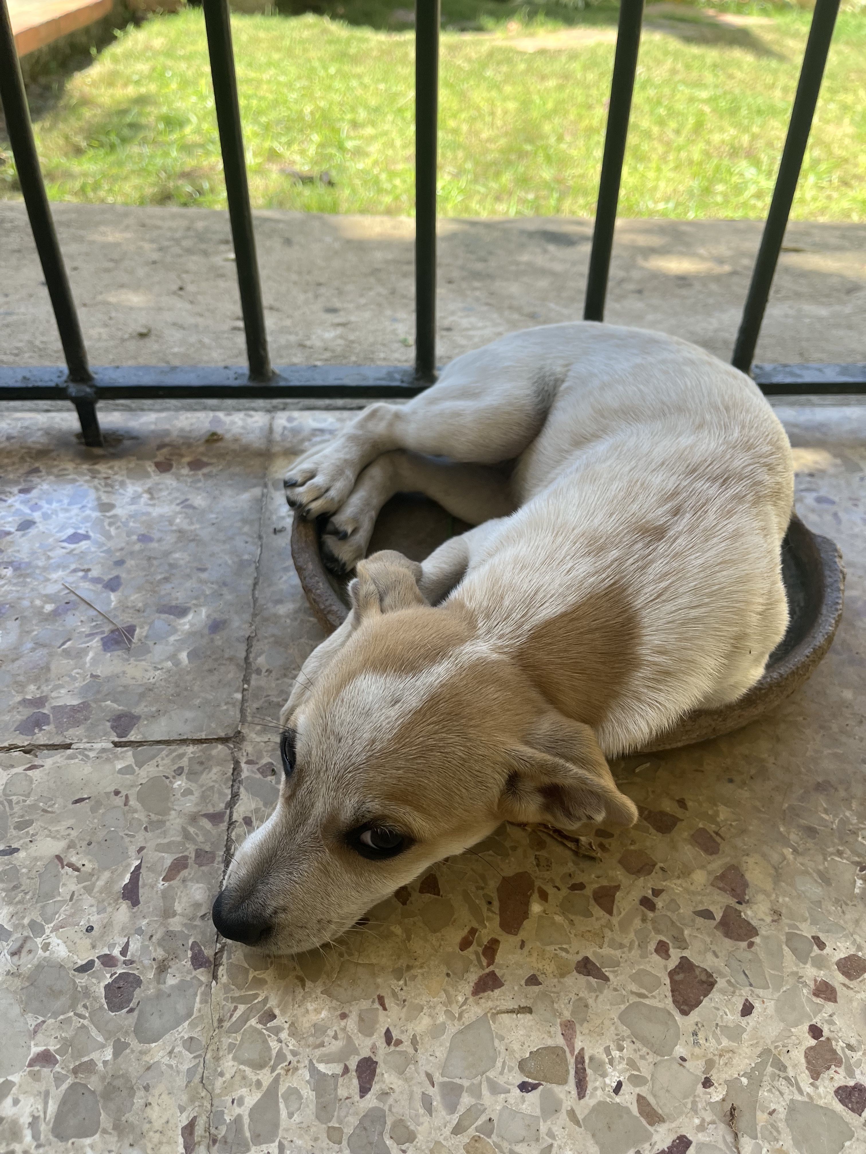 animales y mascotas - Cachorros buscan una familia amorosa 1