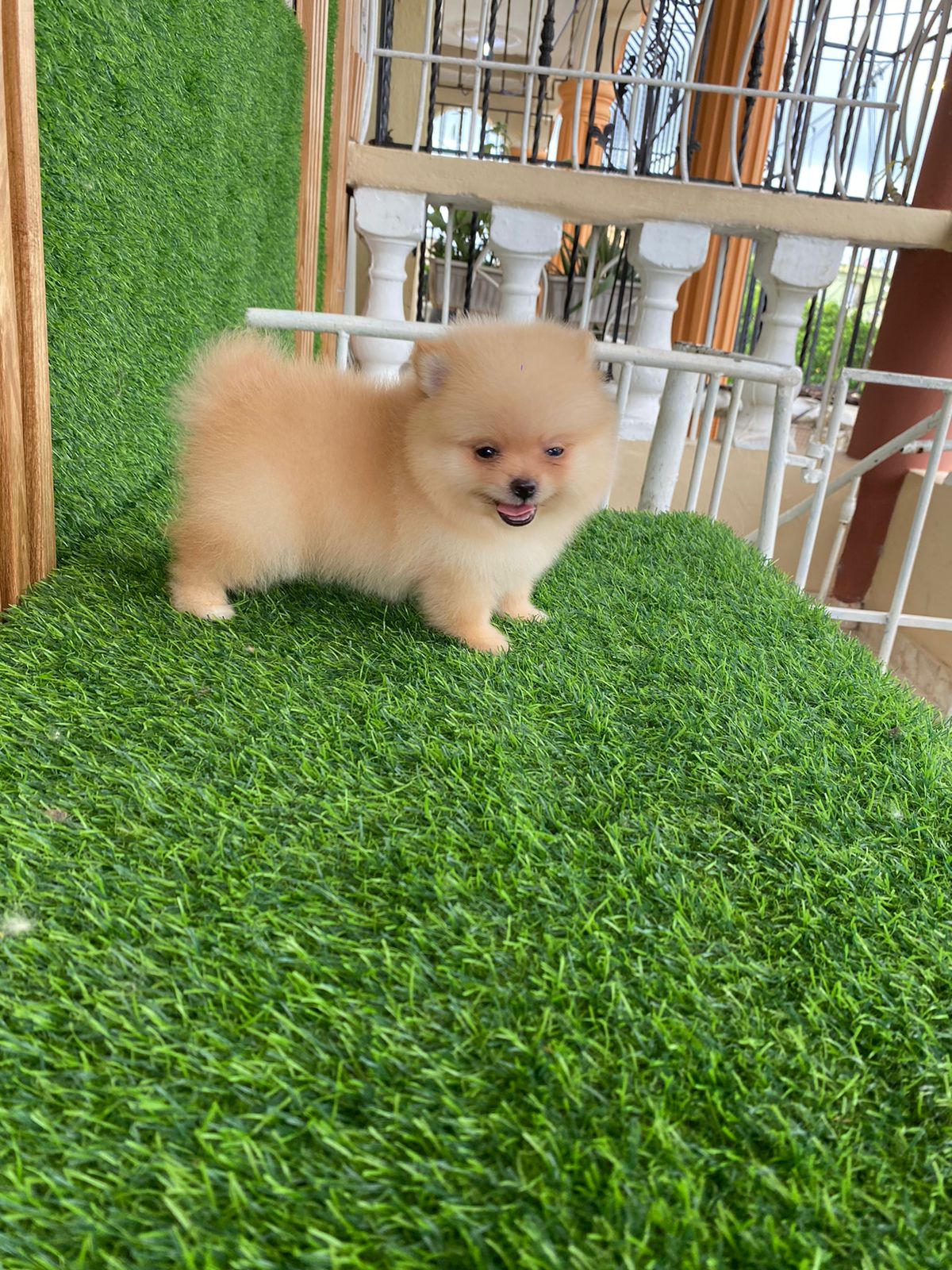 animales y mascotas - hermosos cachorritos mini pomeranias  4