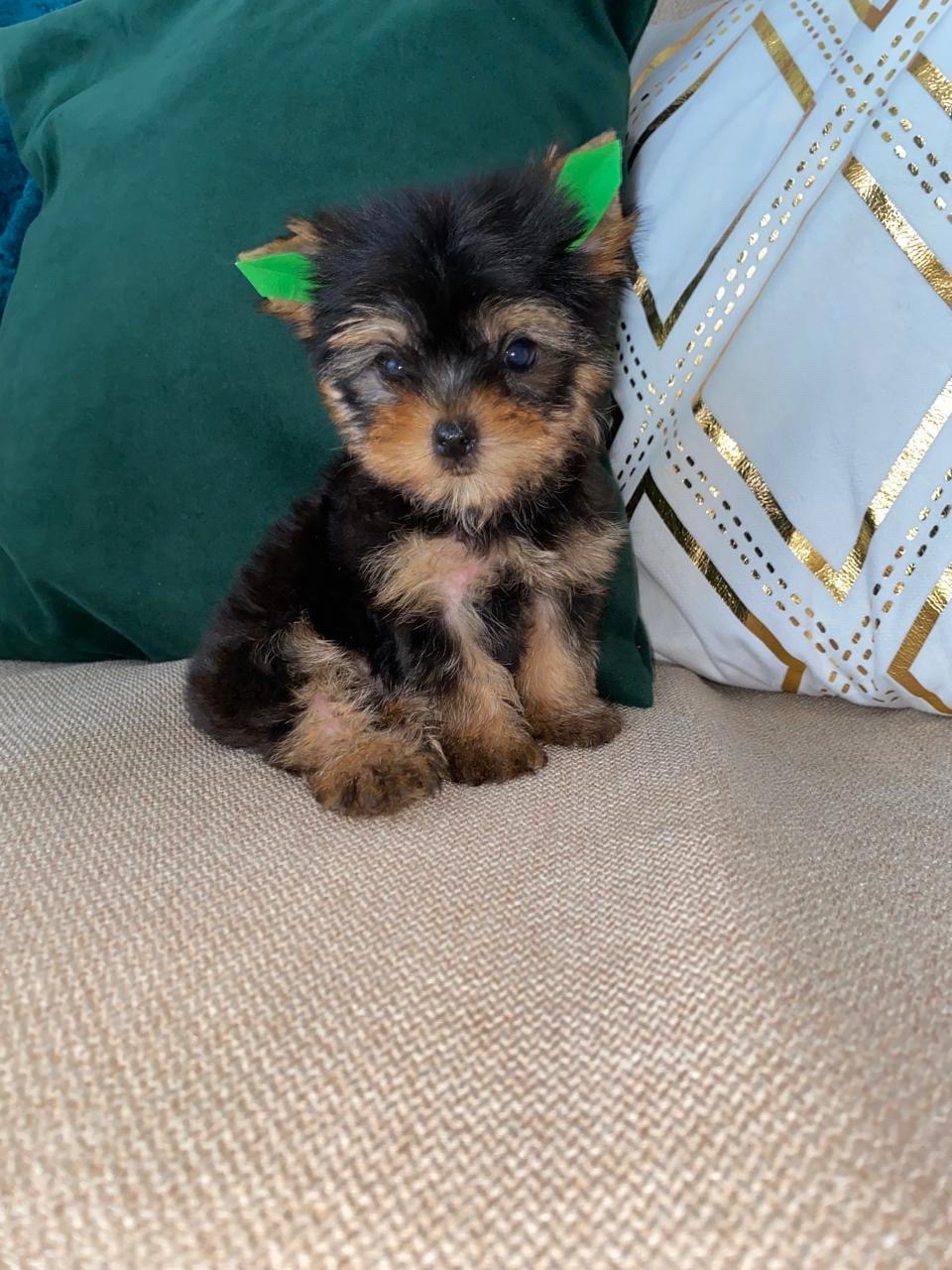 animales y mascotas - YORKIE MINI MACHO 