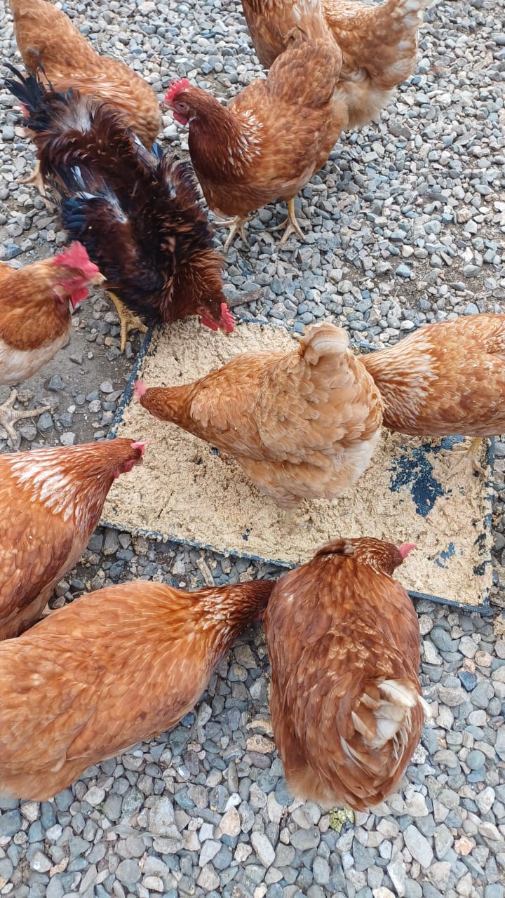 animales y mascotas - Gallina pollitas gallos israelí e Isa Brown 7