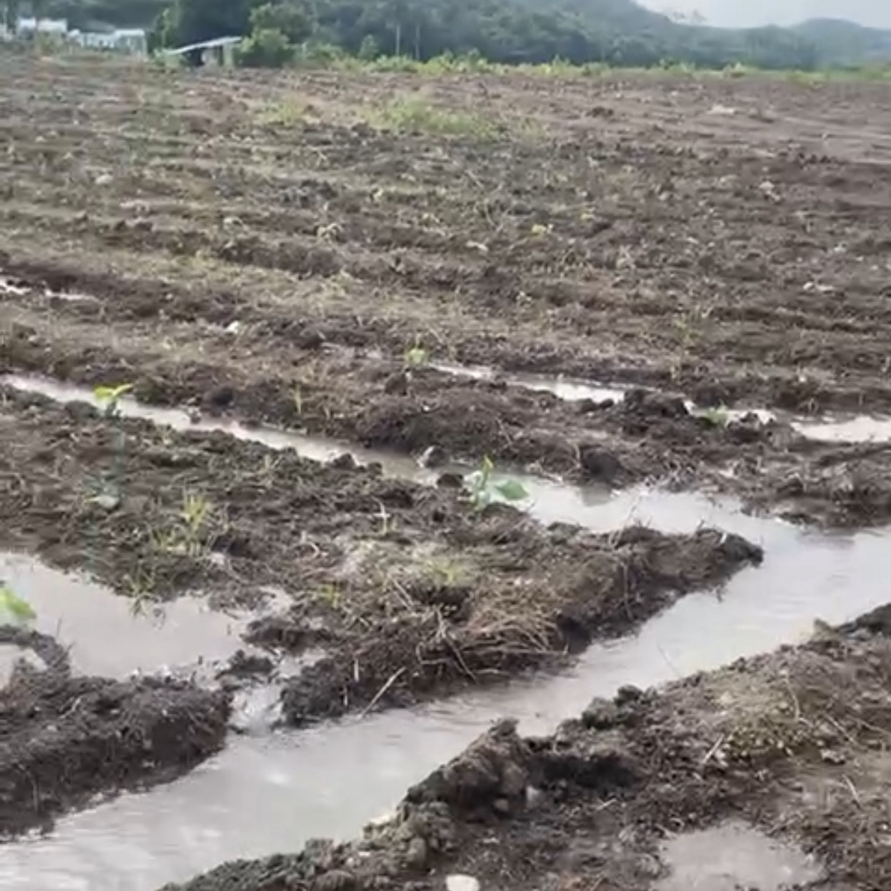 otros inmuebles - Vendo Finca Agrícola en la Yaya de Azúa, República Dominicana 