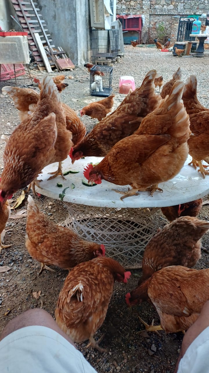 animales y mascotas - Gallina pollitas gallos israelí e Isa Brown 8