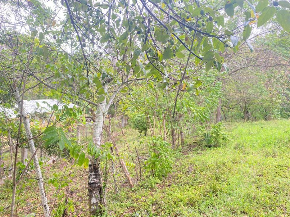 solares y terrenos - Terreno en Venta en YERBA DE CULEBRA 2