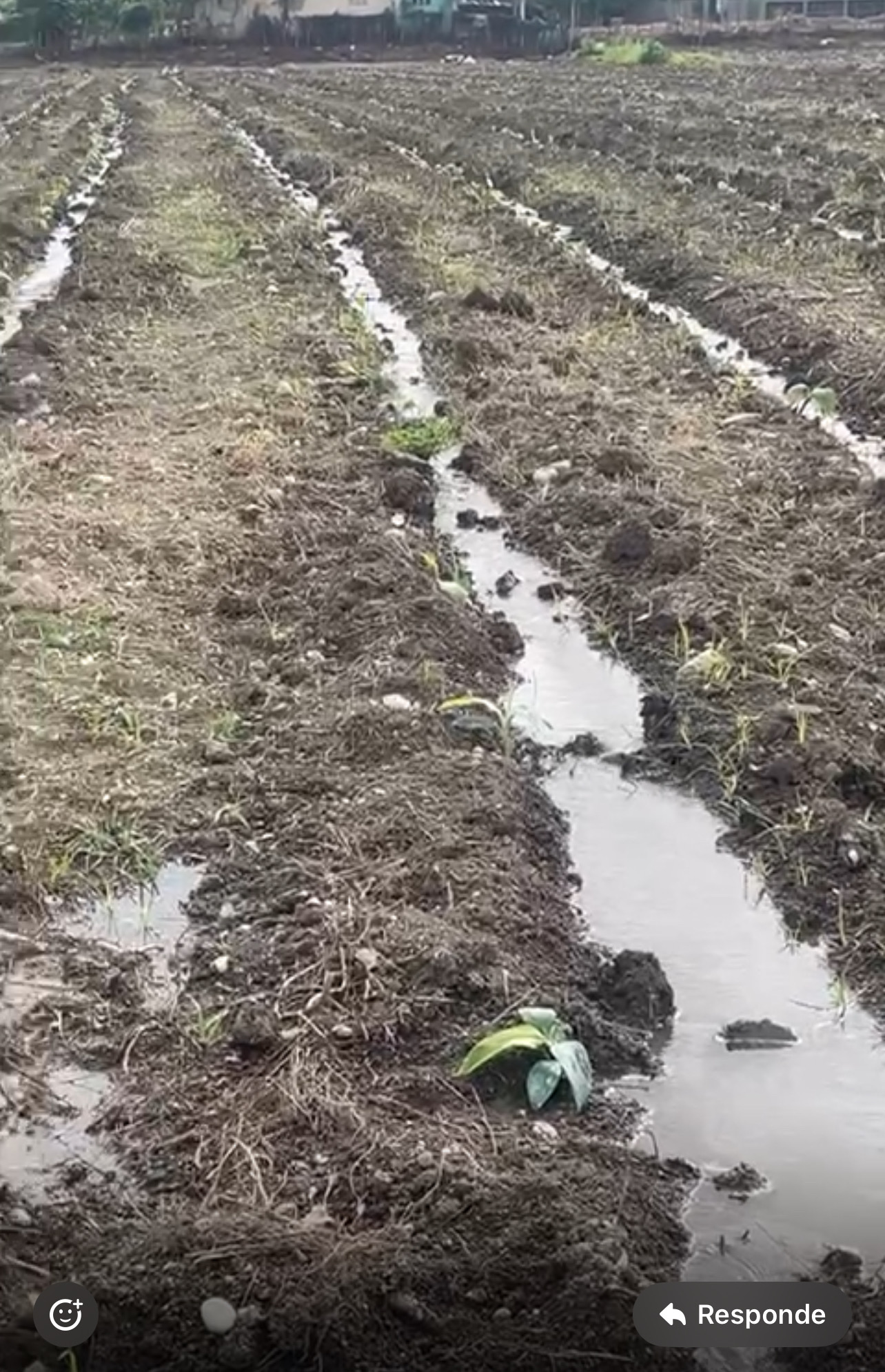 otros inmuebles - Vendo Finca Agrícola en la Yaya de Azúa, República Dominicana  1