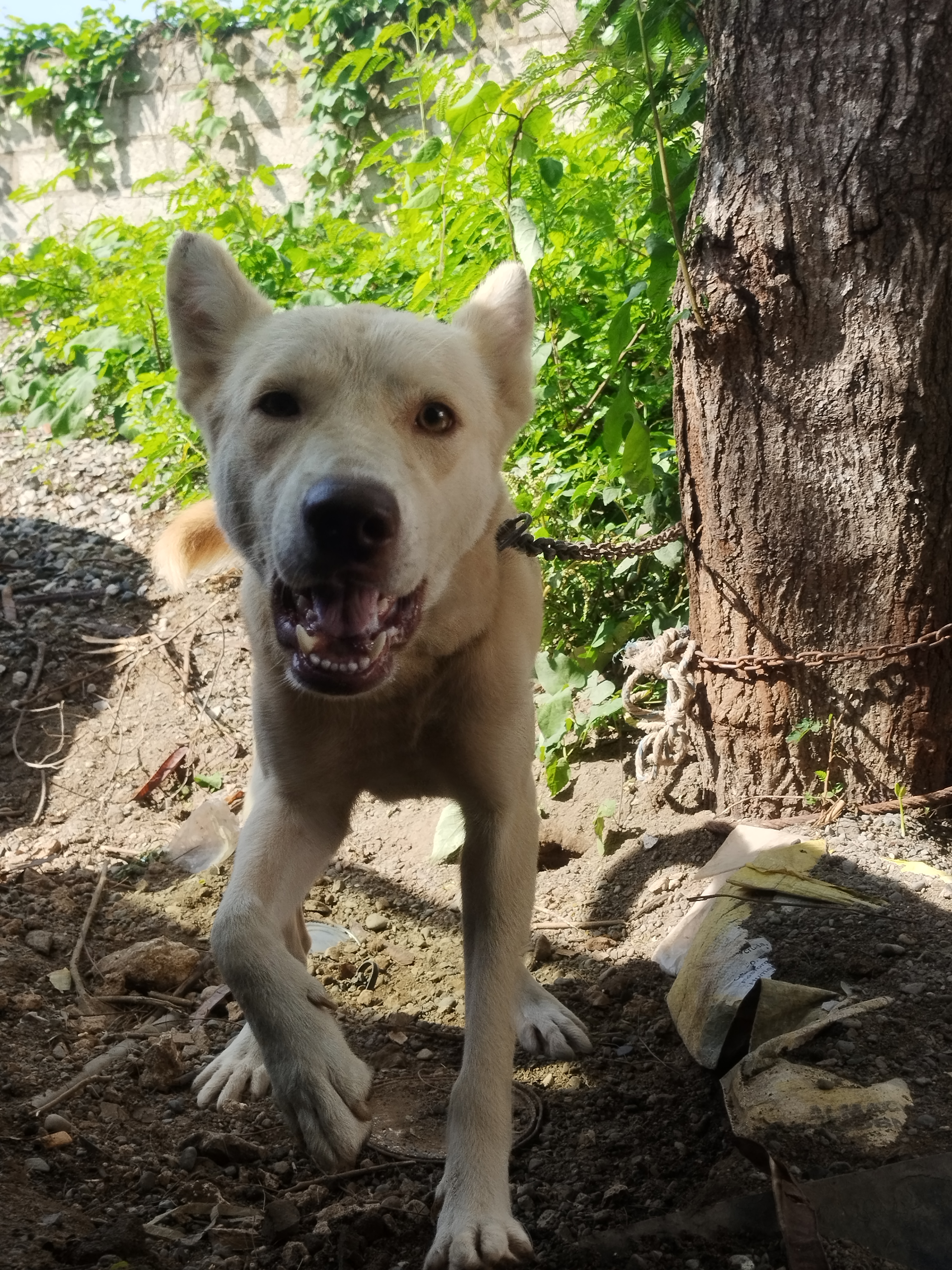 animales y mascotas - En Adopción perra cruce Husky 