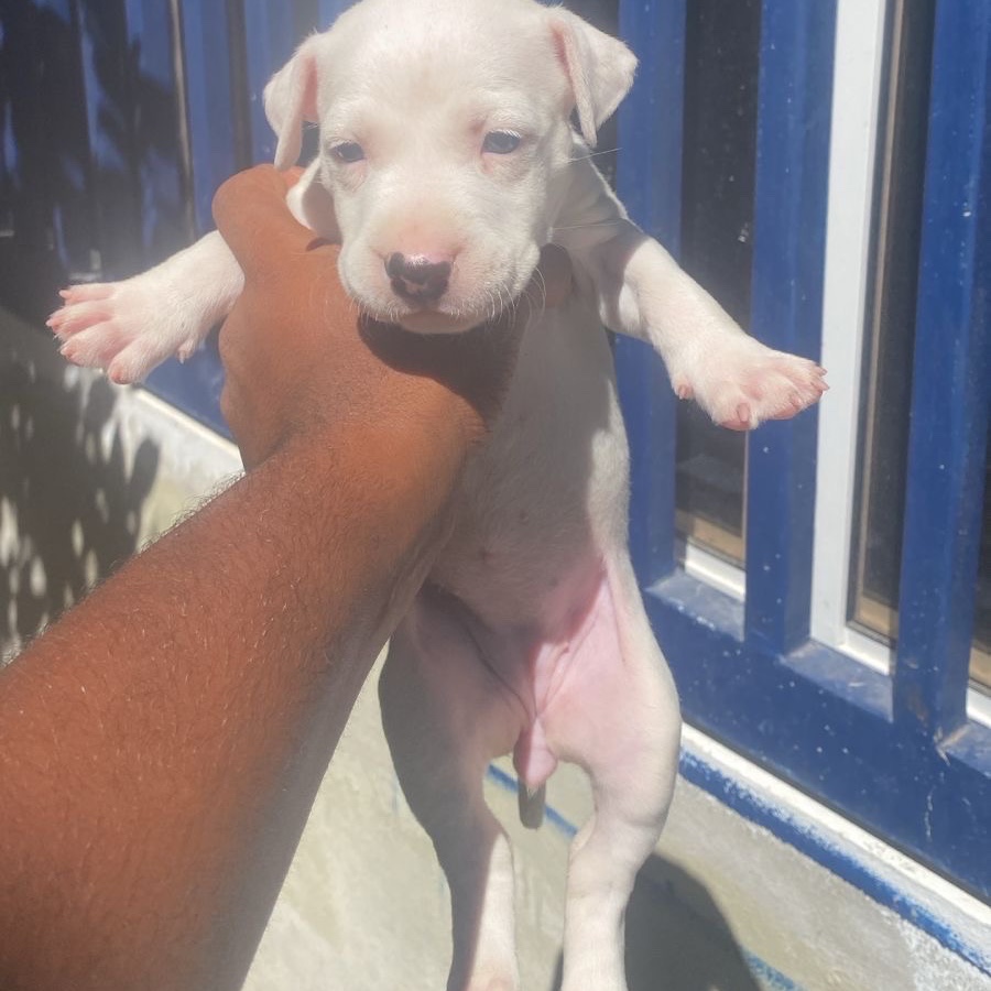 animales y mascotas - Pitbull Red Nose 