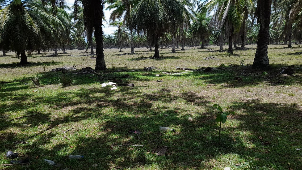 solares y terrenos - Solar 8,000 tareas en San Francisco de Macoris
 2