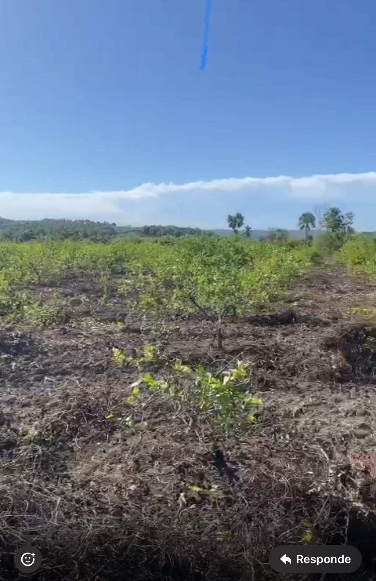 otros inmuebles - Vendo Finca Agrícola en la Yaya de Azúa, República Dominicana  3