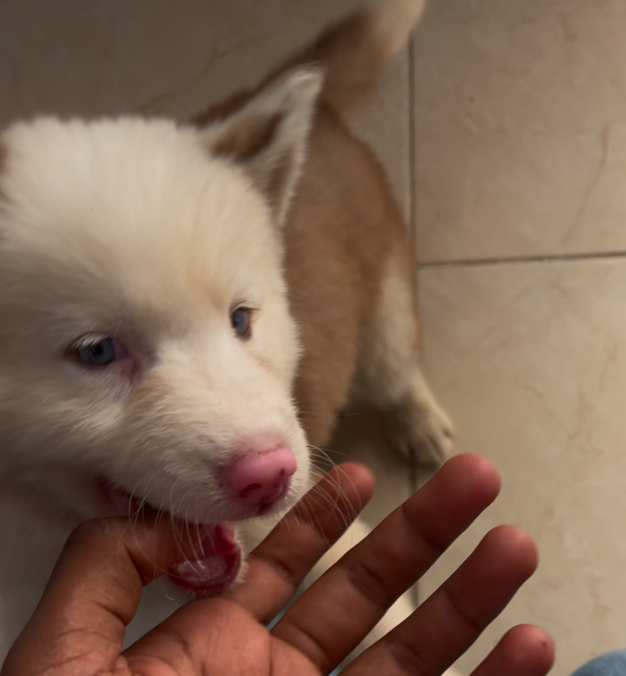 animales y mascotas - Cachorro Husky siberiano (Hembra) 1