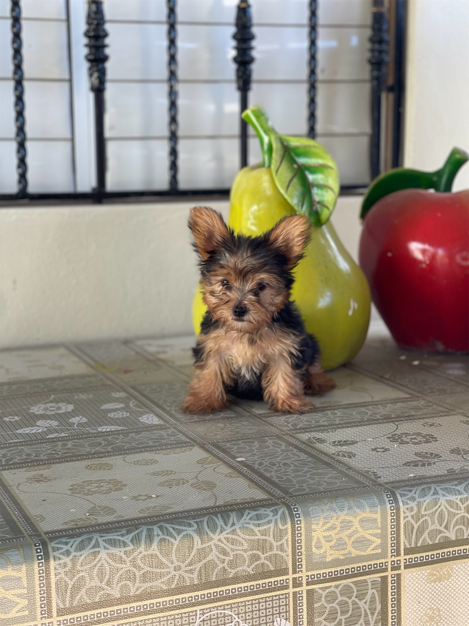 animales y mascotas - yorky macho