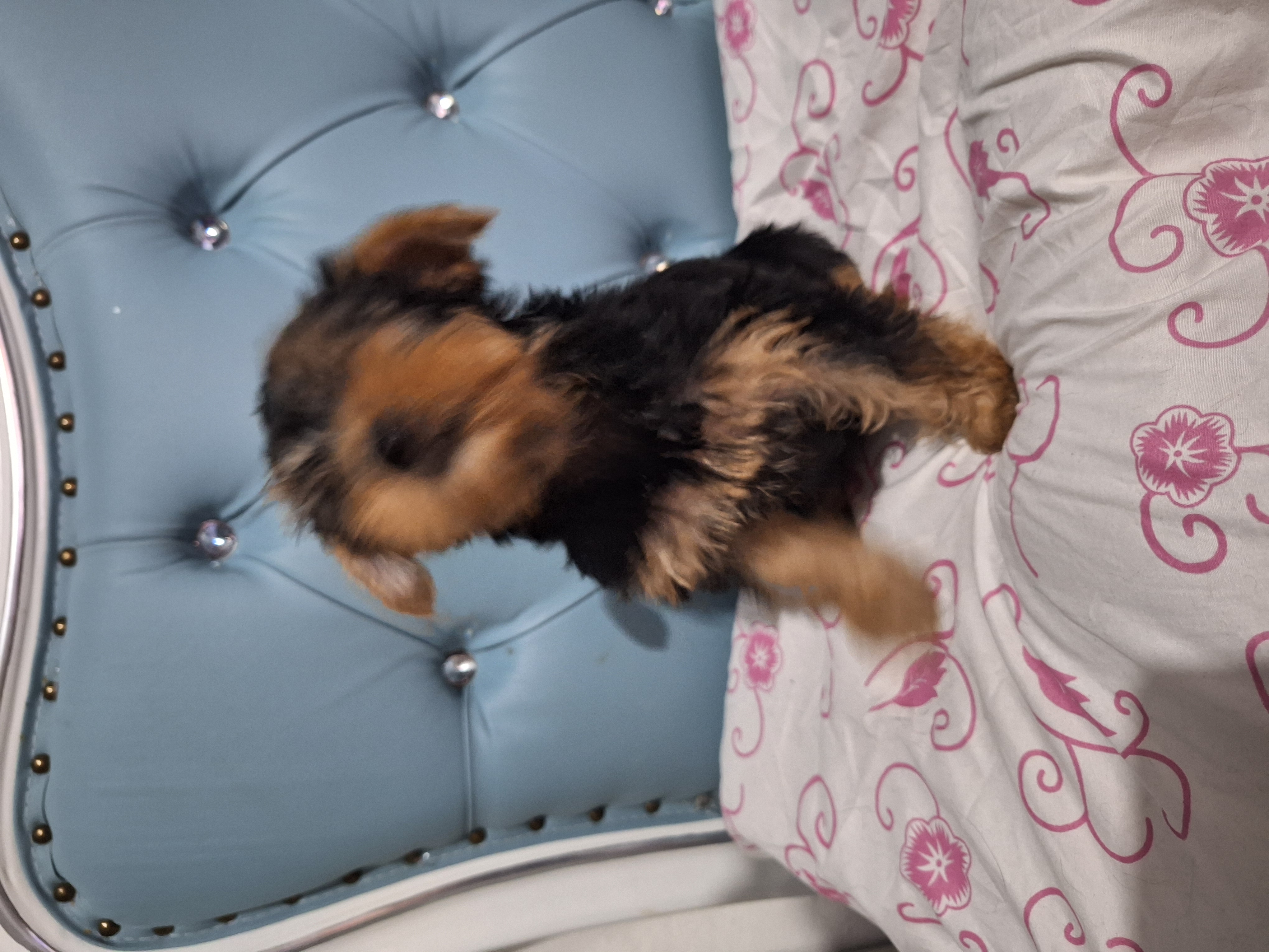 animales y mascotas - Cachorros yorkies standard de 3 meses 