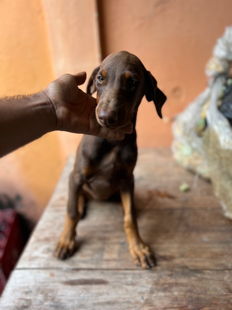 animales y mascotas - Doberman cachorros 1