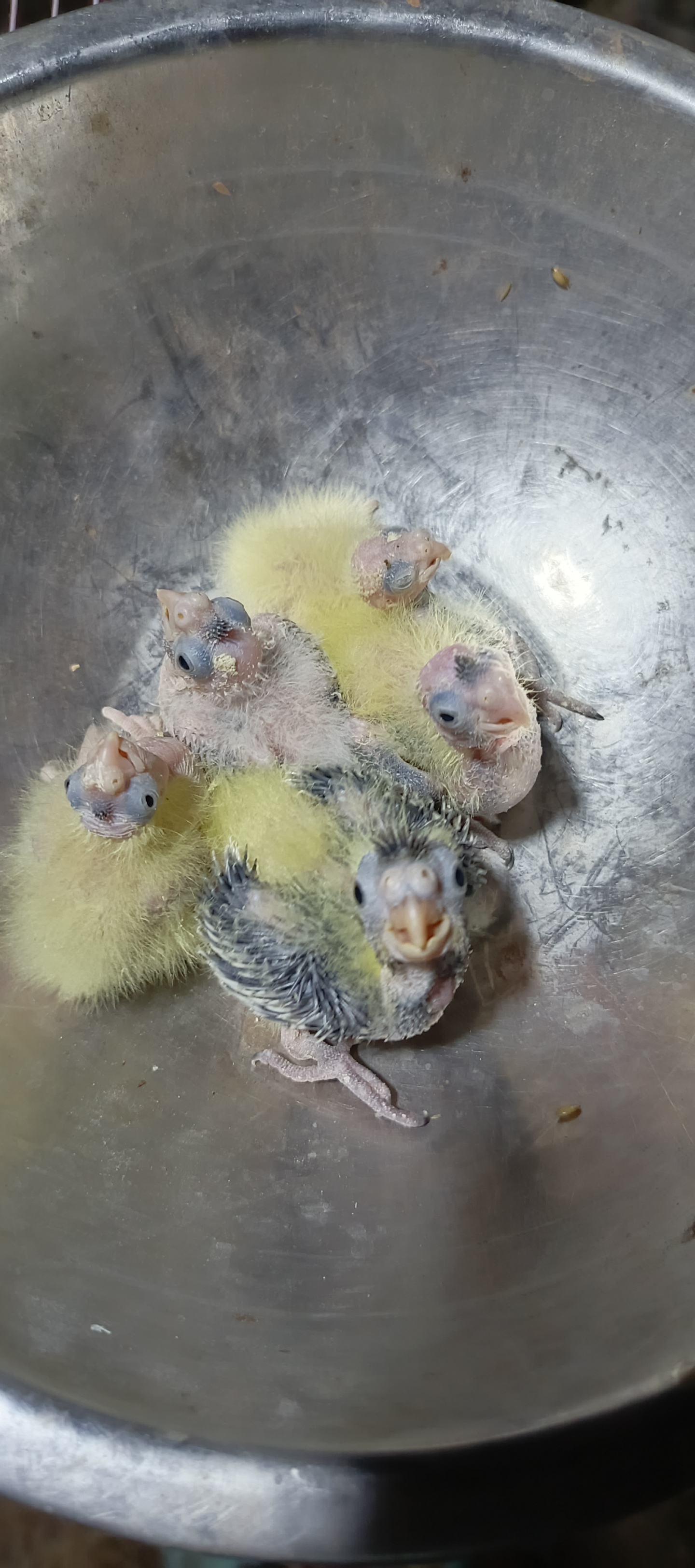 animales y mascotas - Cacatua ninfa papilleras  1