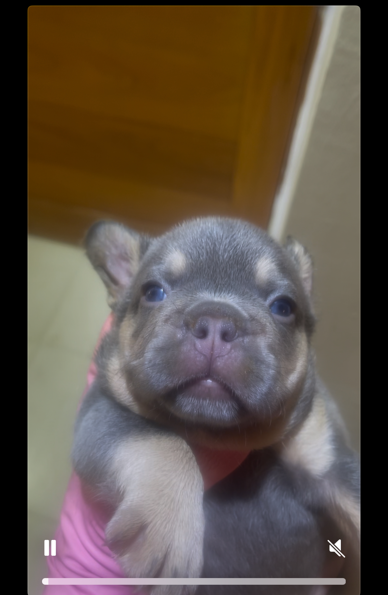 animales y mascotas -  cachorros bulldog francés  4