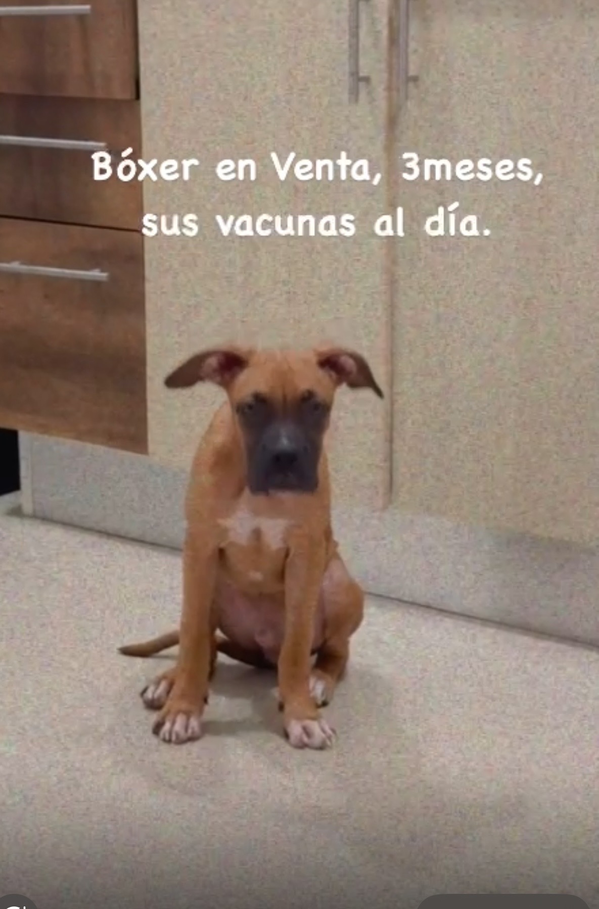 animales y mascotas - se vende perrito boxer de 3 meses 