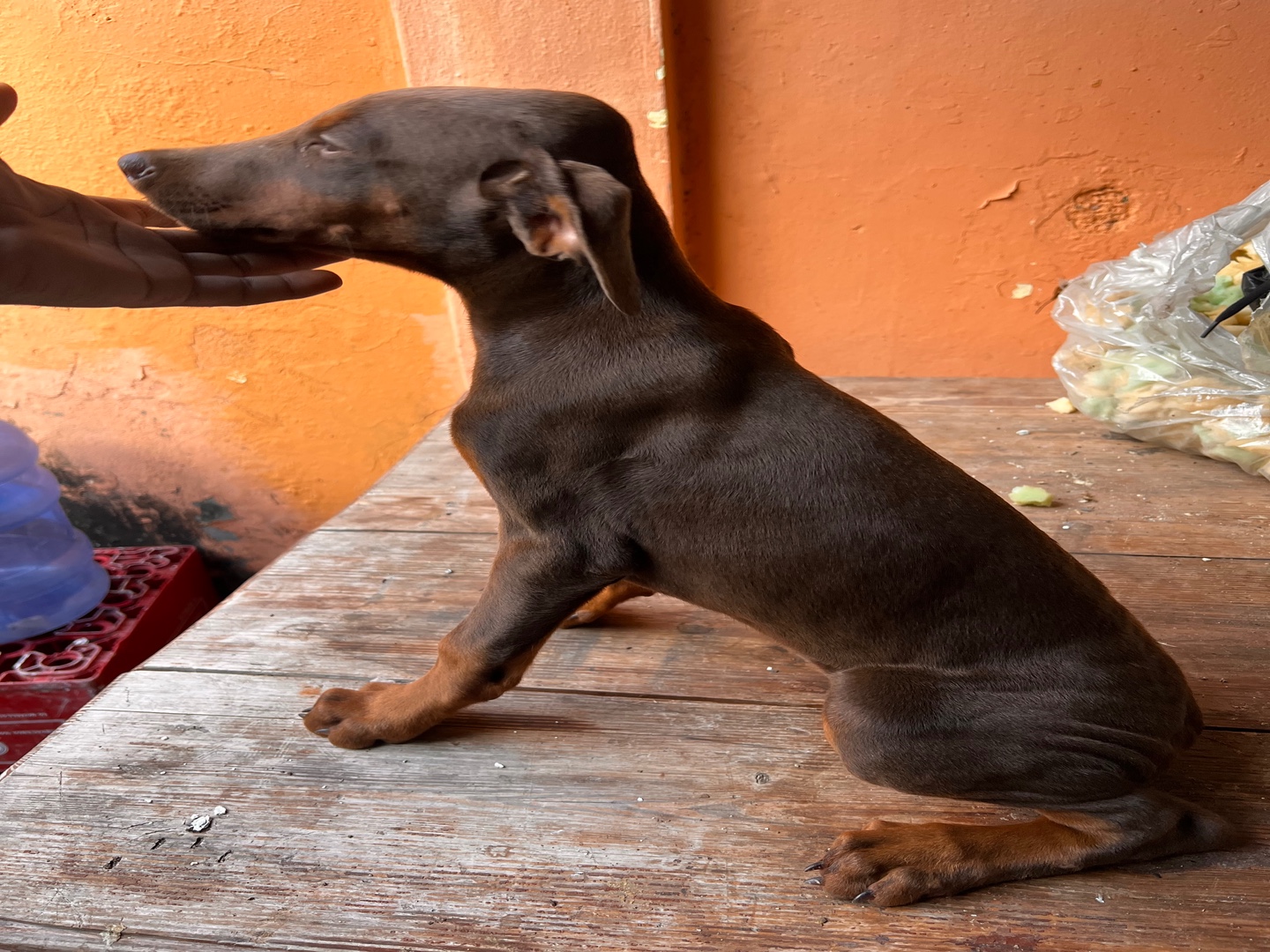 animales y mascotas - Doberman cachorros 2