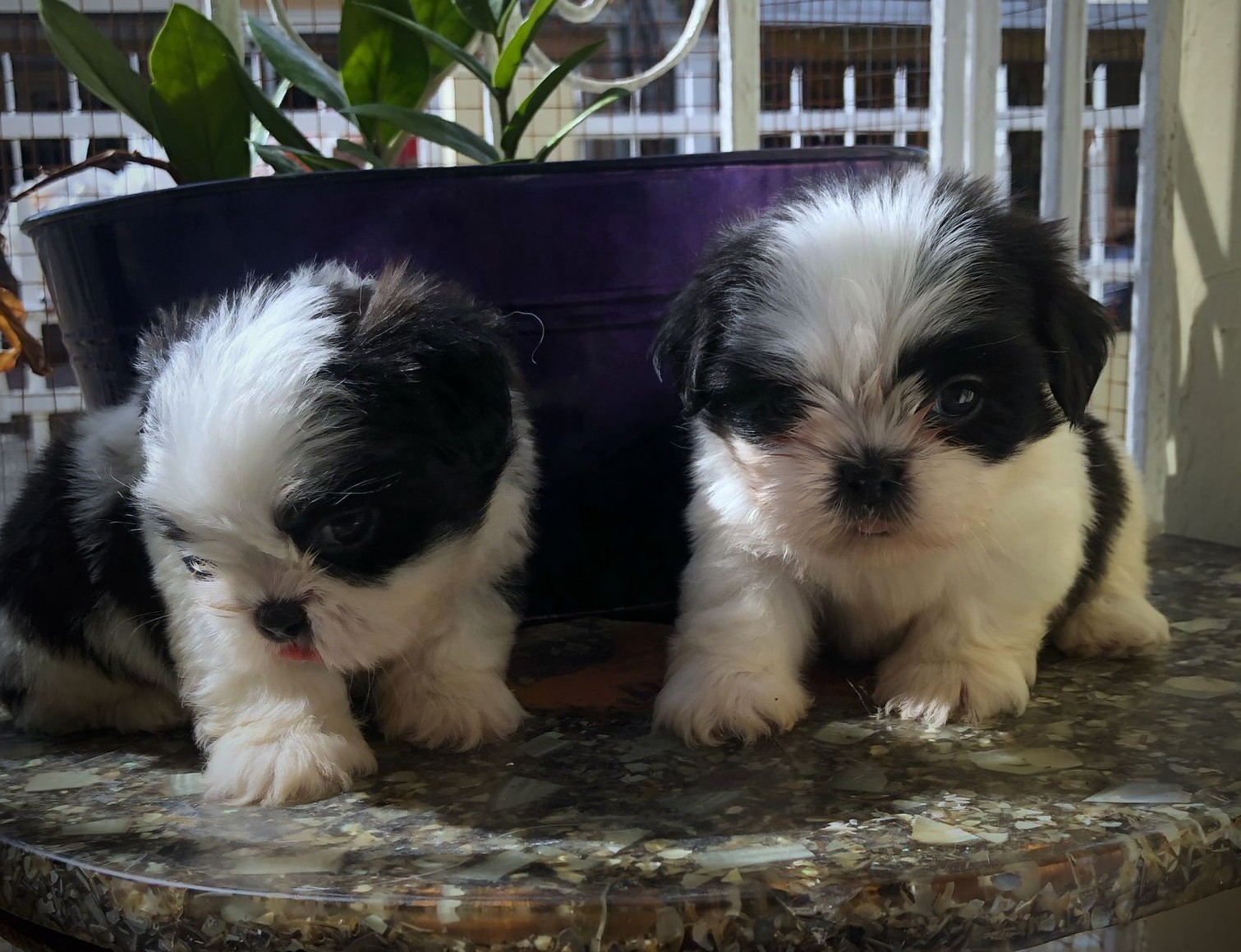 animales y mascotas - shitzut machos disponible 